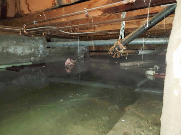 Best Carpet water damage restoration  in Hutto, TX